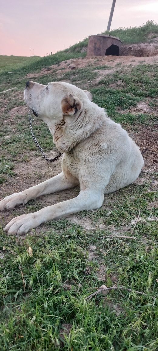 Turkman alabay sotiladi,erkak 4 yosh