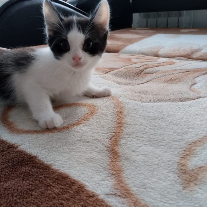 Отдам котёнка в добрые руки