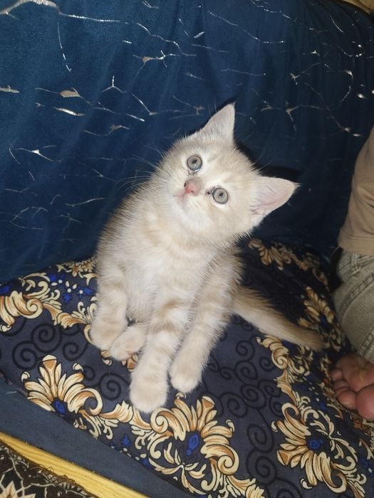 Skotish strayt va fuld