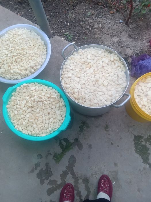 Chesnok sotamiz tozalangan