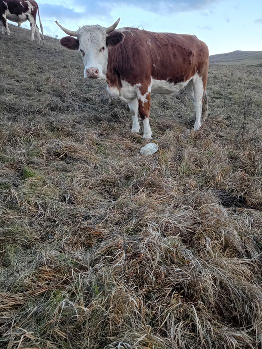 De vânzare junincă