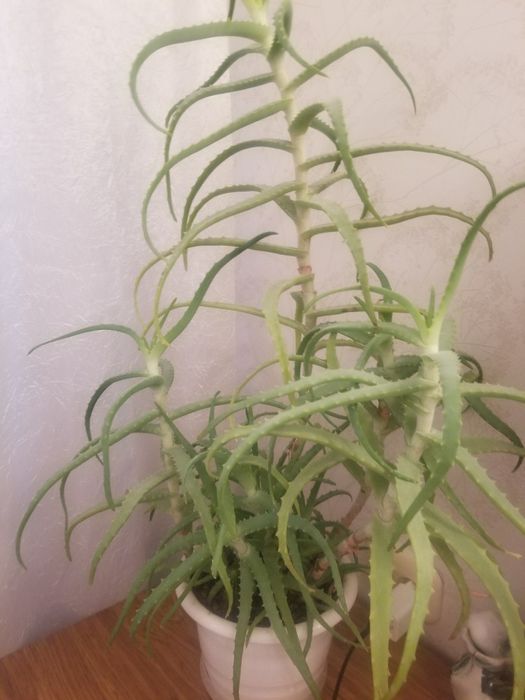 Алоэ-столетник лечебный . Р-н Универмага