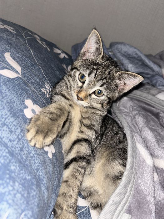 Котенок в добрые руки