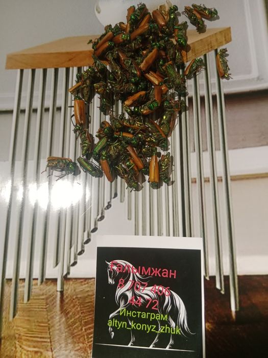 Алтын коныз Майский жук Золотой жук емдык Простотитке