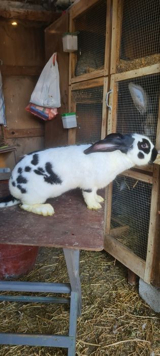 Cușcă iepuri 2 module