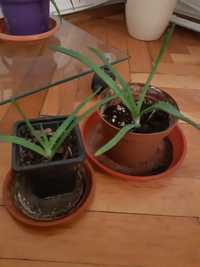 Planta Aloe Vera pui