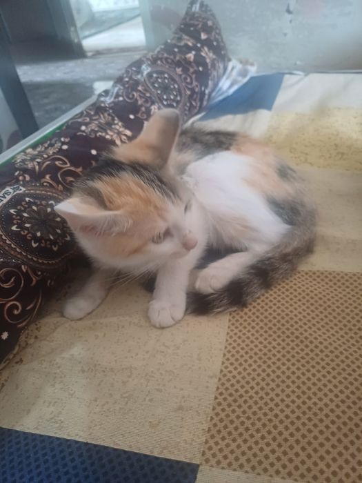 Hadiyaga mushuk termiz