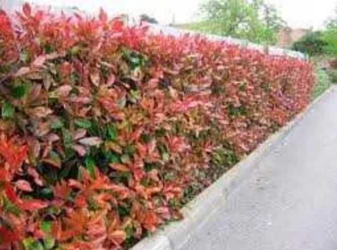 potinia red robin  la ghiveci 1.2 m