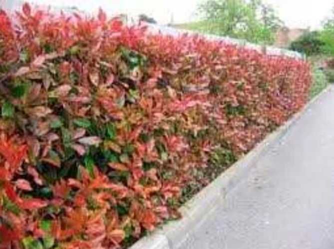 potinia red robin  la ghiveci 1.5 m