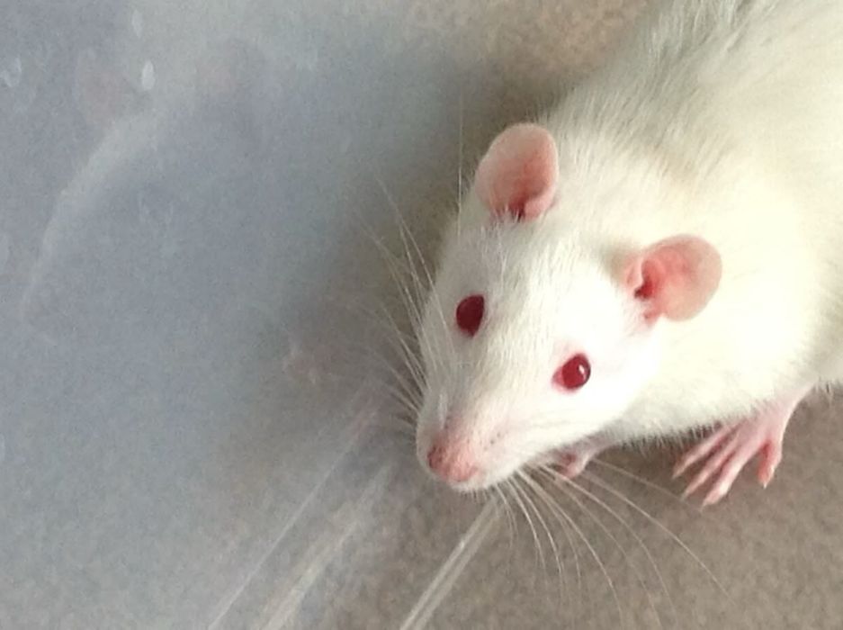 Белая крыса с клеткой