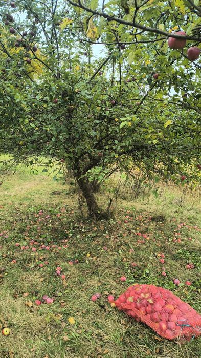 Mere florina de vânzare