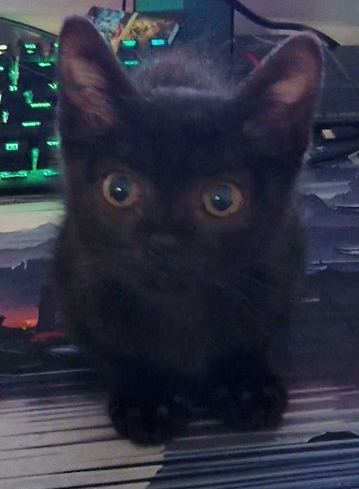 Черно женско коте на около 2 месеца си търси дом