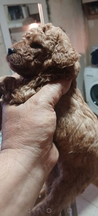 Мини пудел бебета търсят гриживни стопани