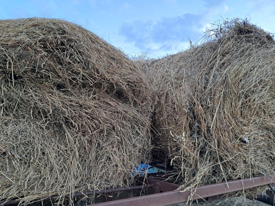 Baloti fan si ciocani