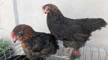 Pui Marans negru-arămiu
