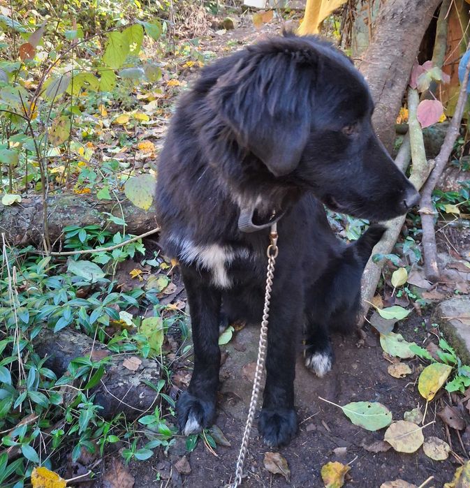 Подарявам кученца