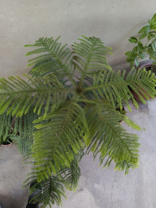 Archa gul (araukariya qarag‘ayi)