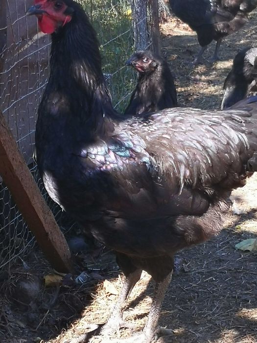 Vând cocoși rasa Australorp. Rasă de gaini foarte ouătoare.
