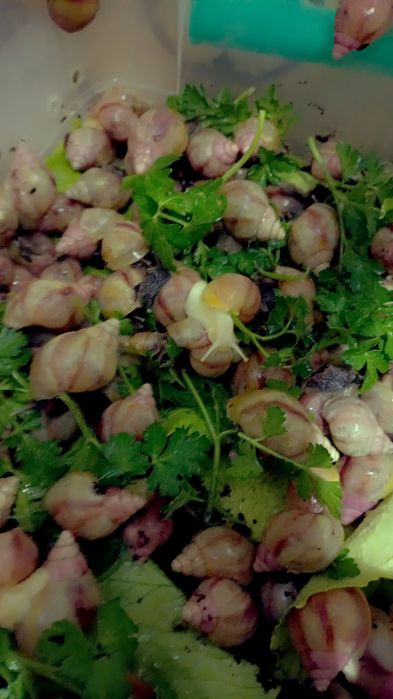 Улитки Ахатины Ретекулята Черноголовка Черноголовк