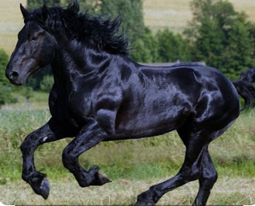 Продам кобылу Першерон