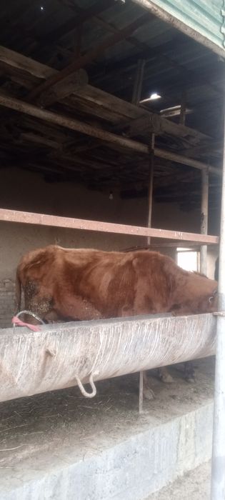 Ona bola sigir sotiladi bolasi gʻunojincha