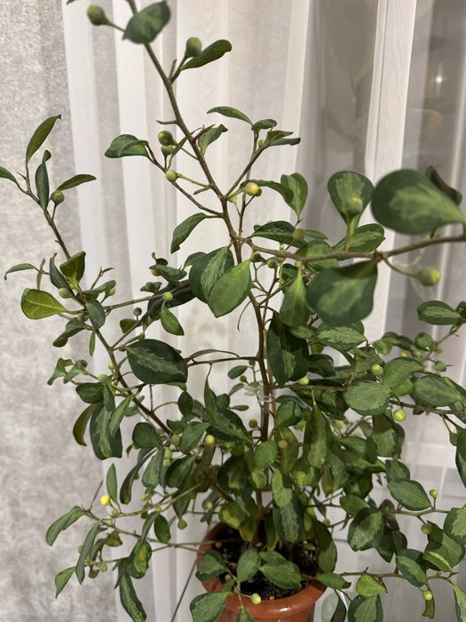 Продам фикус Диверсифолия