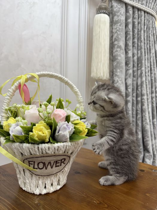 Котята продаю вислоухие британские