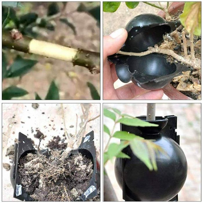 Inradacinare pe crengi! Magnolia, trandafir, etc Nou ambalata!
