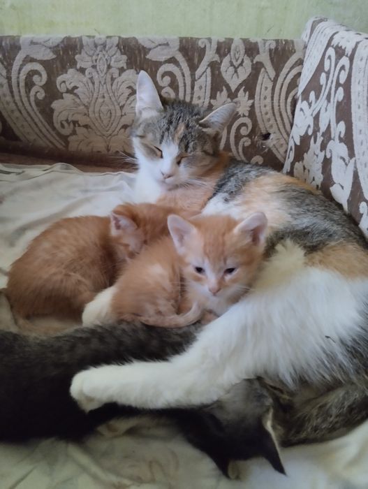 Котята породы курильский бобтейлер