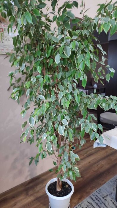 Бенджамин  шарен