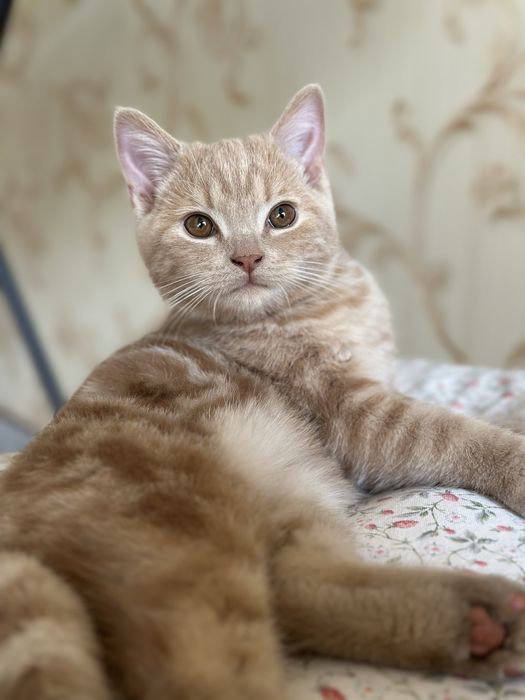 Шотландские котёнок,скотиш страйт