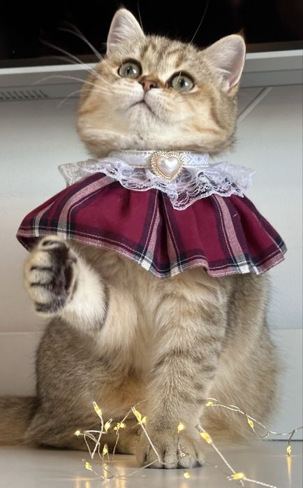 Fetita british shorthair golden superba  !! Certificat PEDIGREE !!