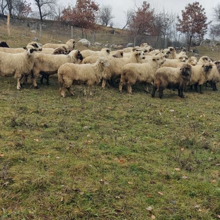 Oi bune de ținut de vânzare