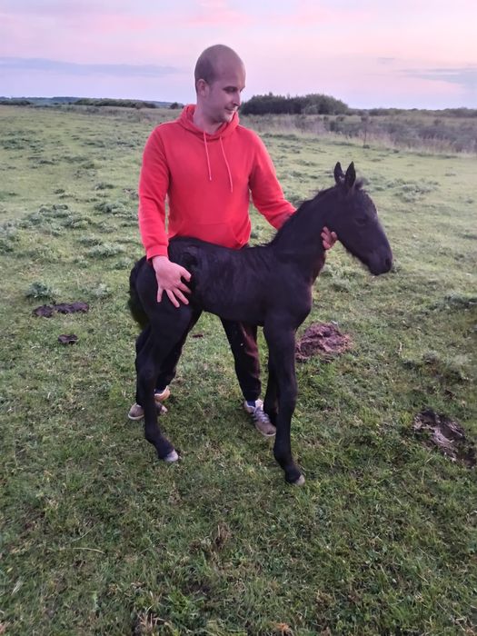 Mânz frizian de 6 luni