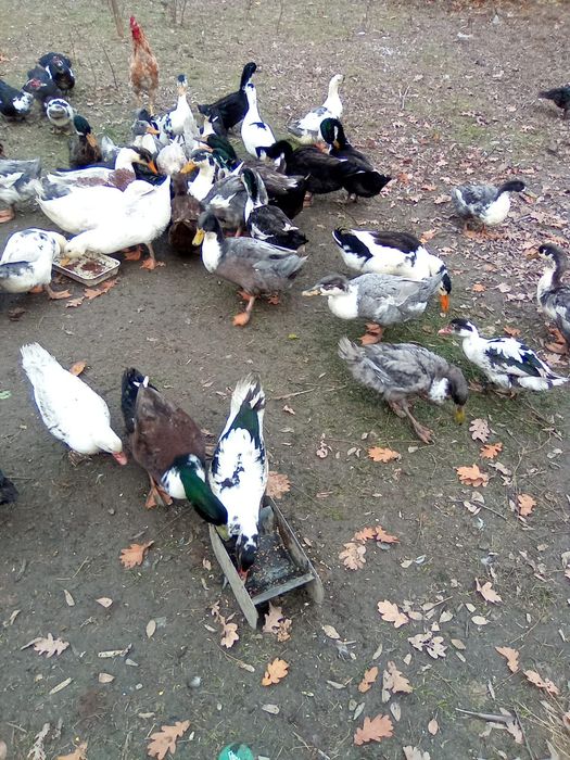 vând  rațe și rățoi