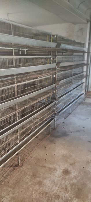 Бедана кафаслари тухумга