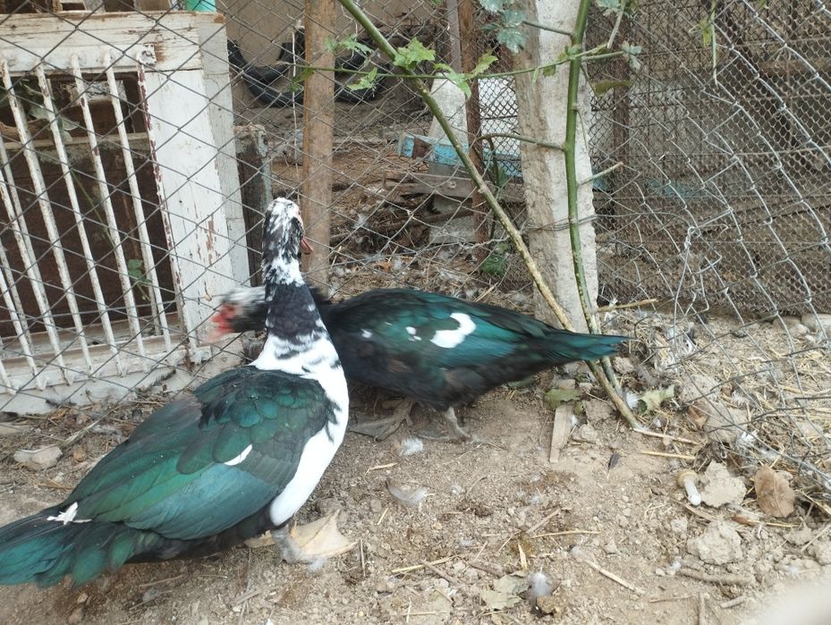 Inda utkala sotiladi