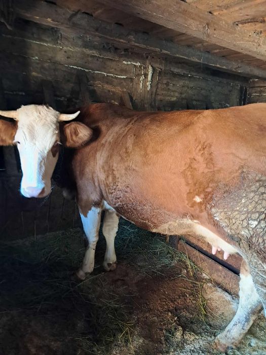 Vand o junica la prima fatare cu vitel de 5 saptamani