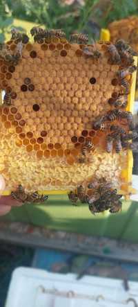 Familii albine/mătci/ Roiuri