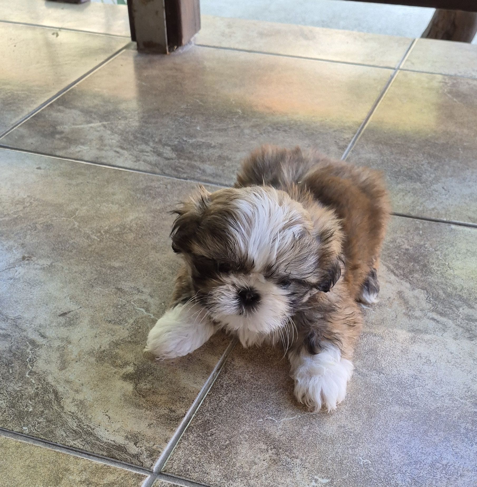 Vând cățel shih tzu