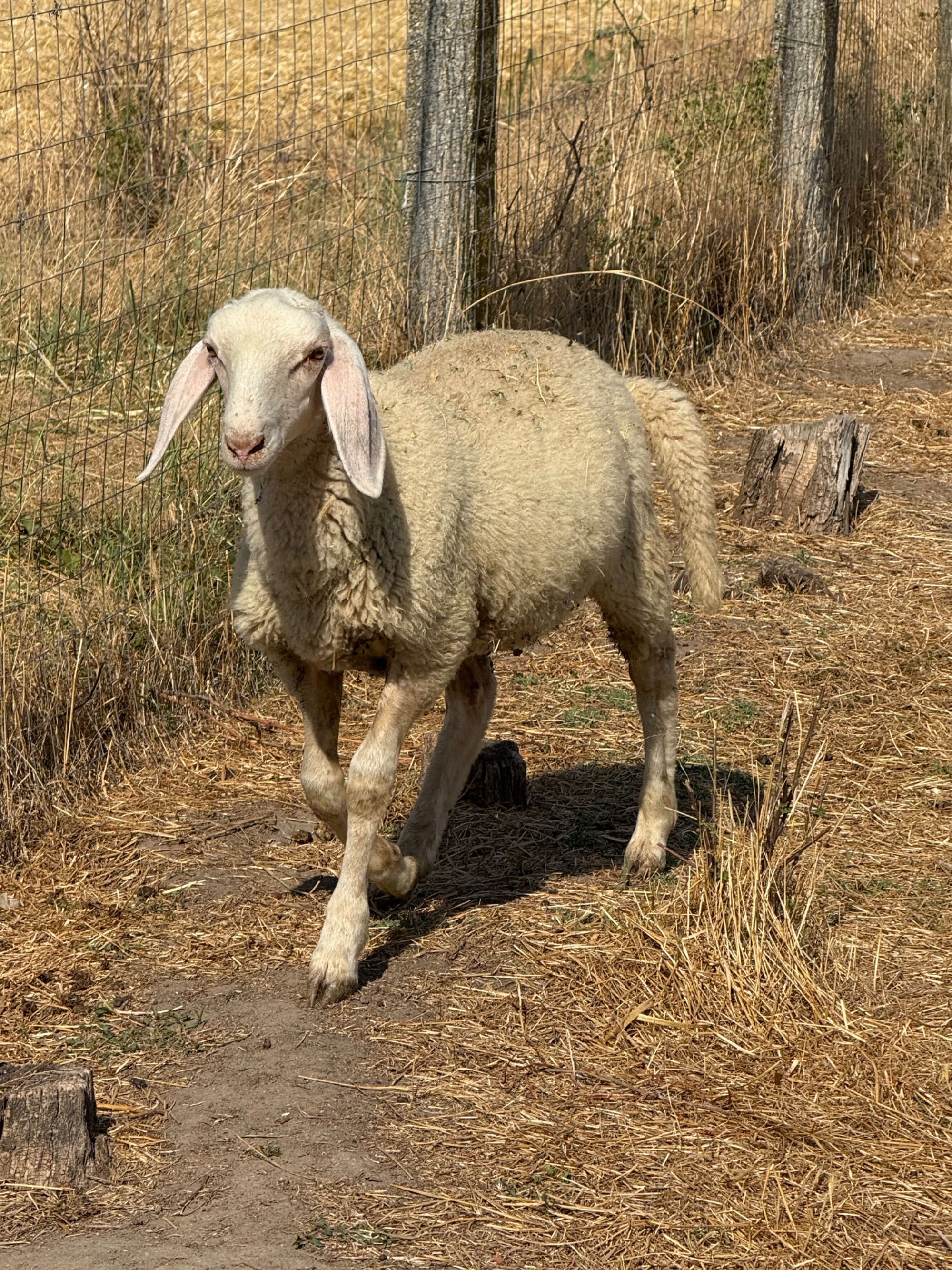 Berbecut Bergamasca