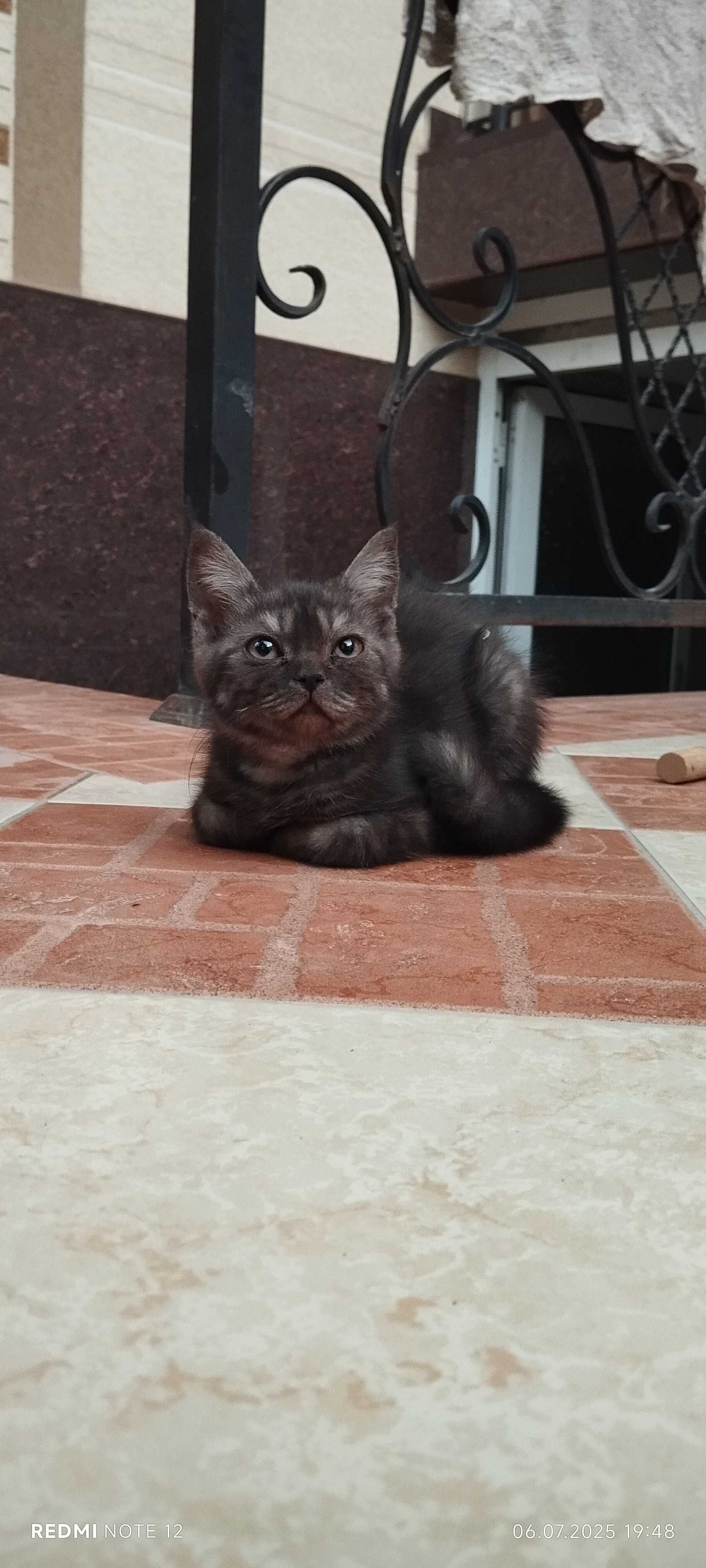 Mushuk hadyaga beriladi
