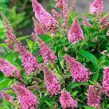 Будлея карликовая Канди Литл Руби