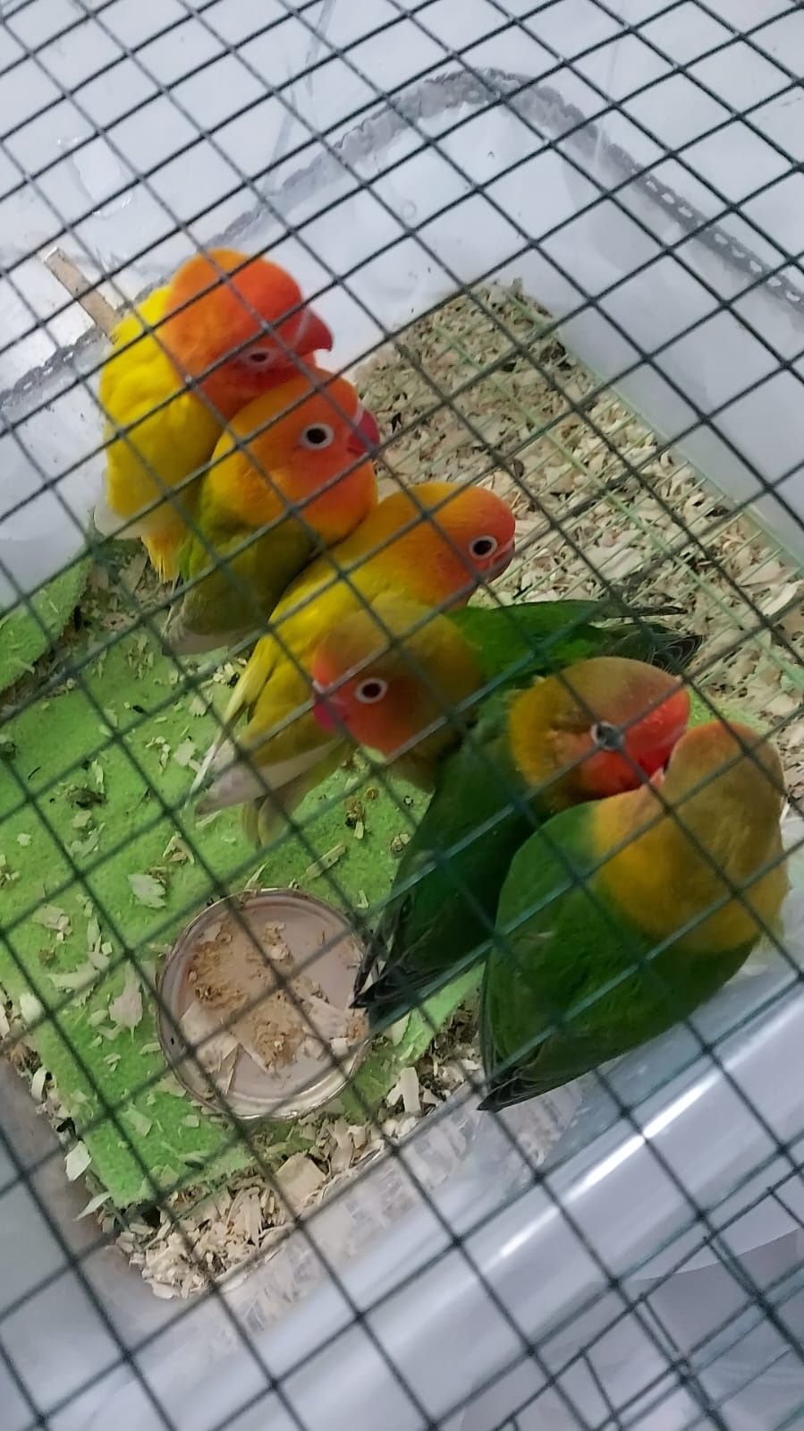 Pui papagali agapornis fischeri blanzi crescuti la seringa (lovebird)