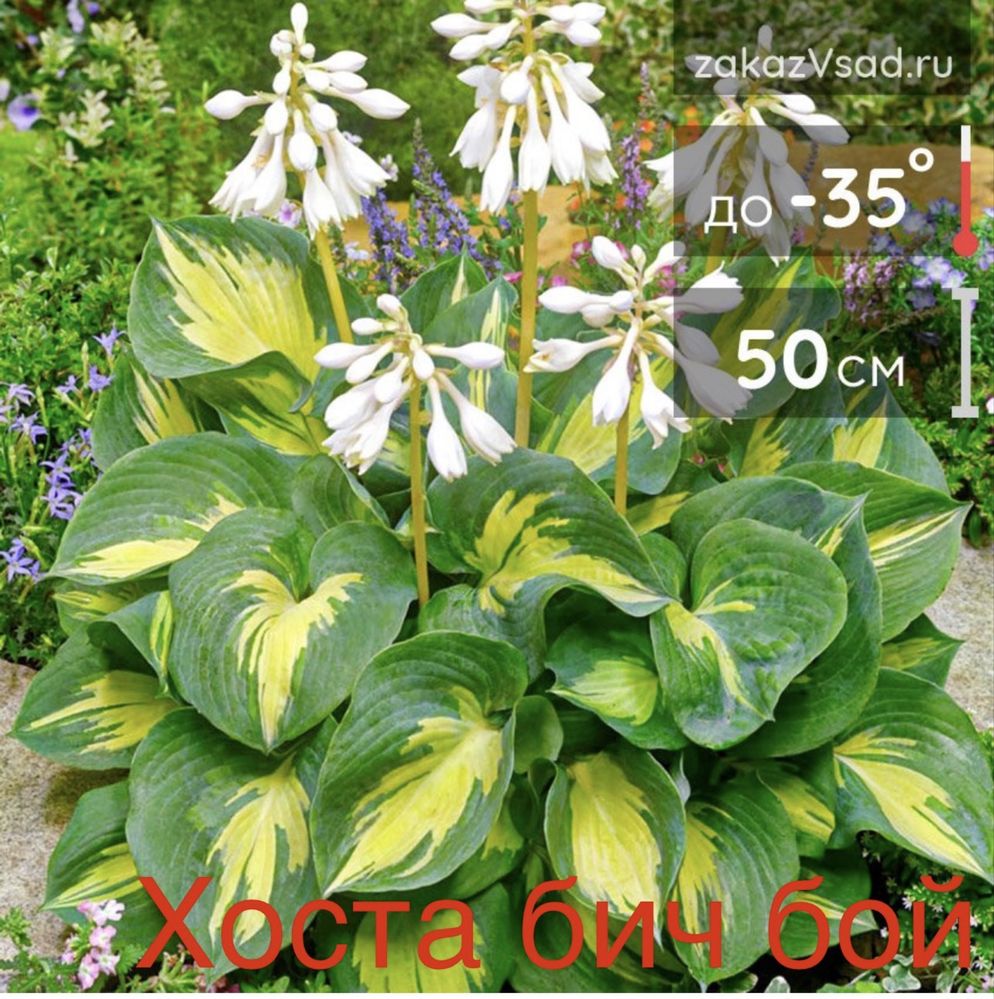 Хоста королево тени