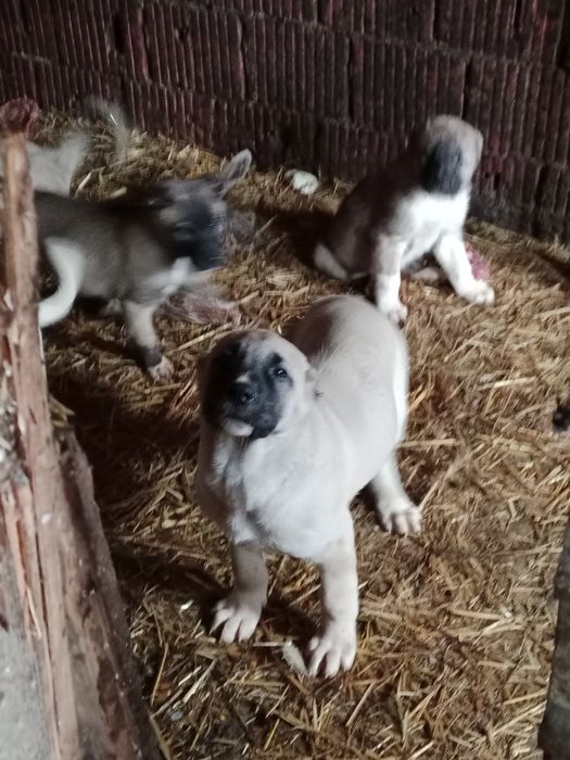 Vițel Limuzin disponibile