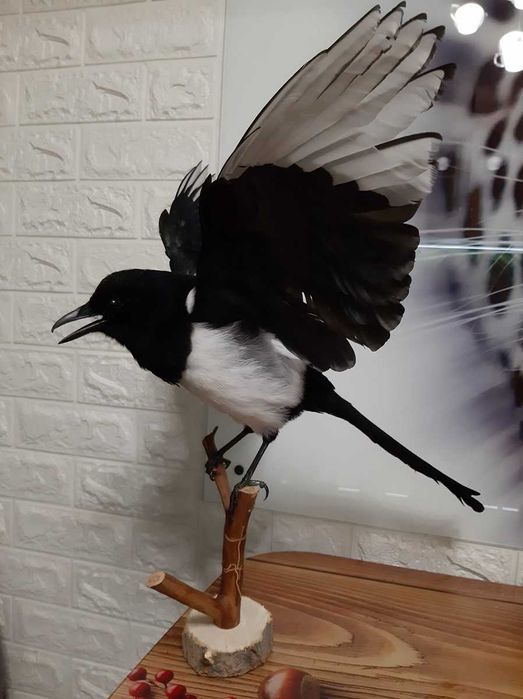 Чучело сороки. натуральное новое..