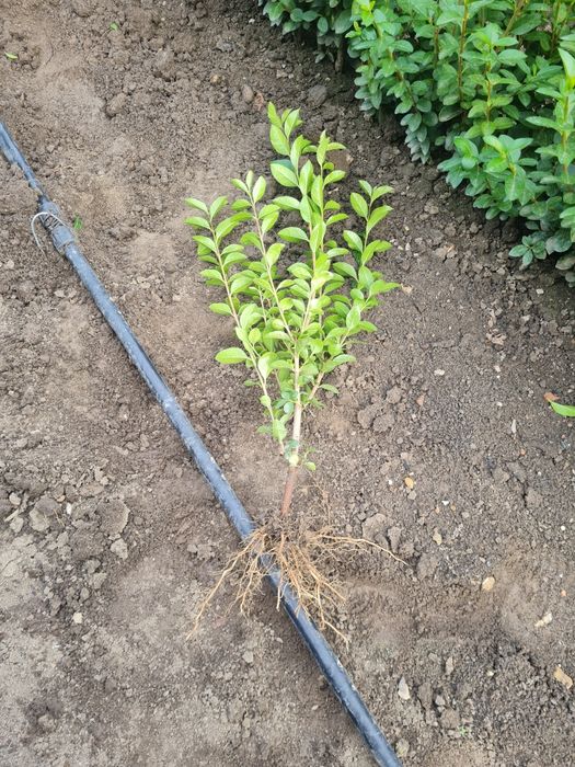 Лигуструм (Ligustrum Ovalifolium)