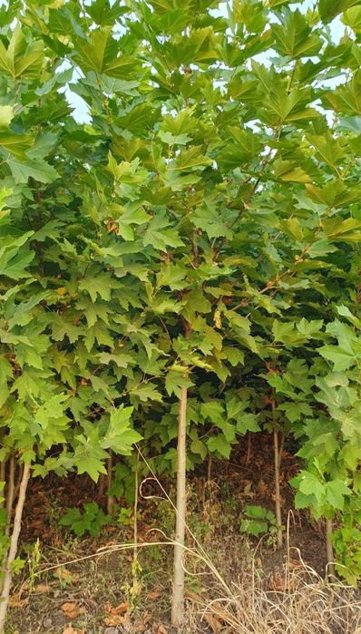 Vand copaci ornamentali calitate extra mesteacan-tei-platan-frasin