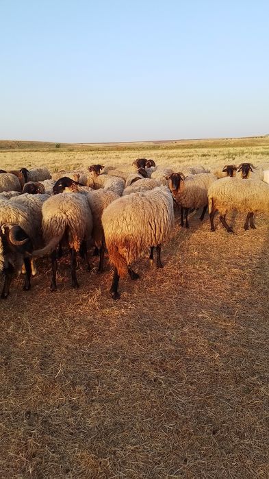 Vând 80 de oii carabase de Teleorman